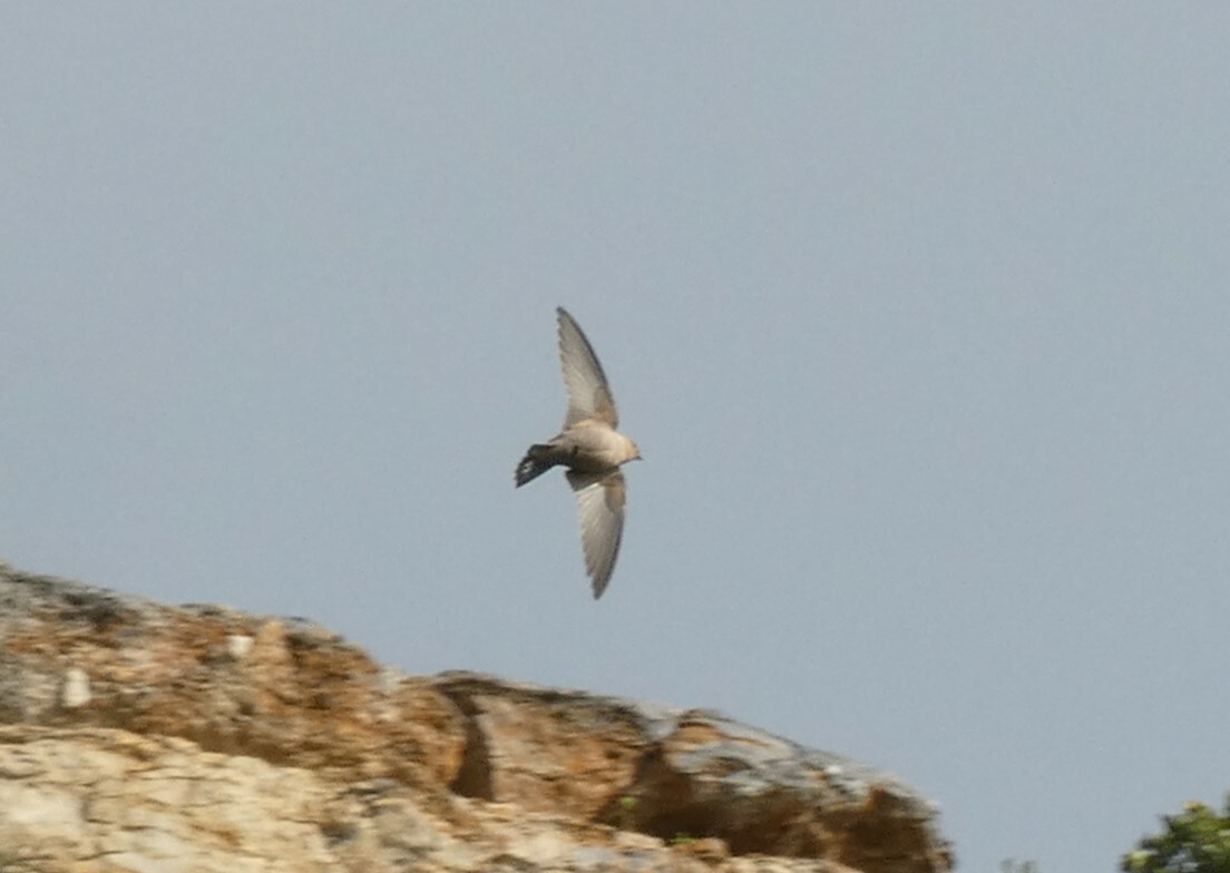 Rock Martin (Ptyonoprogne fuligula)