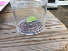 Bena bicolorana