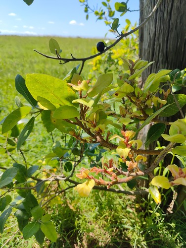 Image of Ficus opposita by (c) Lewis, some rights reserved (CC BY-SA)