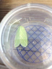 Bena bicolorana