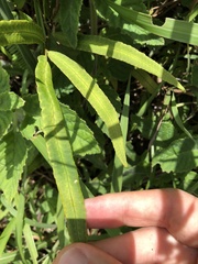Dryopteris podophylla