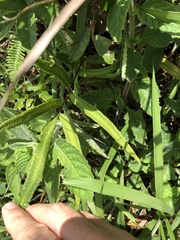 Dryopteris podophylla