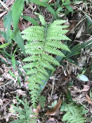 Christella parasitica