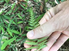 Christella parasitica