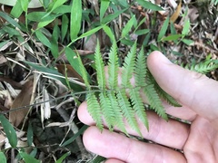 Christella parasitica