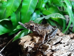 Pulchrana baramica