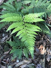 Macrothelypteris torresiana