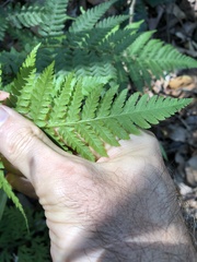 Macrothelypteris torresiana
