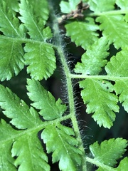 Macrothelypteris torresiana