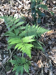 Macrothelypteris torresiana