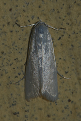 Scirpophaga