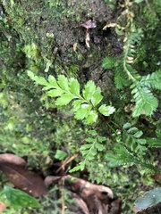 Davallia formosana