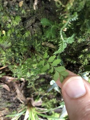 Davallia formosana