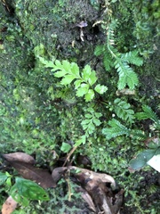 Davallia formosana