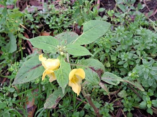 Impatiens tricornis, photograph 6