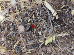 Dasymutilla magnifica