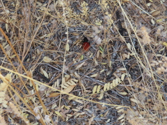 Dasymutilla magnifica