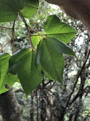 Liquidambar formosana