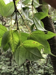 Liquidambar formosana