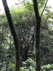 Liquidambar formosana