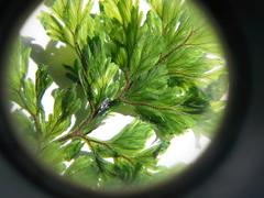 Hymenophyllum scabrum