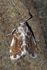 Pseudoadites frigida