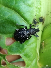 Otiorhynchus gemmatus