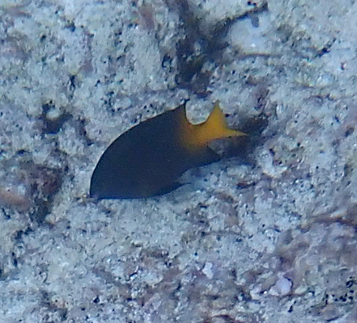 Stegastes insularis observed 2024-12-16