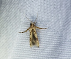Stathmopoda stimulata