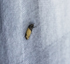 Tyrolimnas anthraconesa