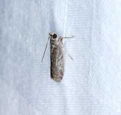 Ectomyelois ceratoniae
