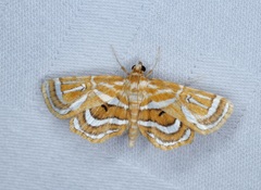 Cymoriza