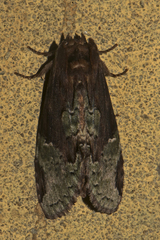Chadisra bipars