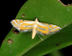Eristena bifurcalis