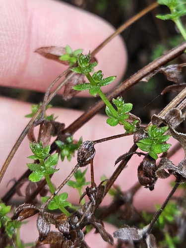 Image of Galium porrigens by (c) Marco Iboshi, some rights reserved (CC BY)