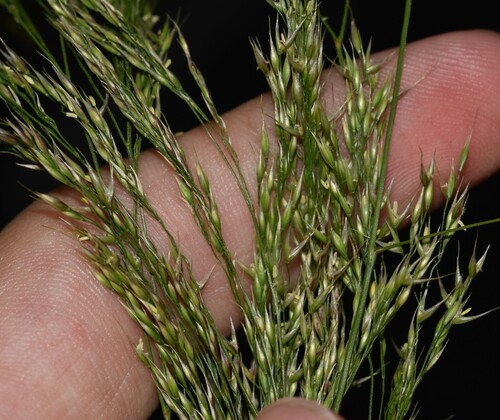 Oloptum miliaceum observed 2024-12-23