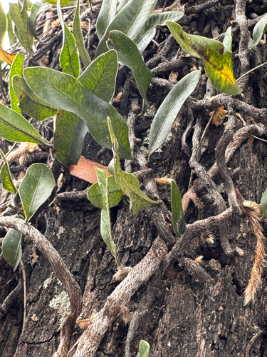 Microgramma mortoniana, photograph 5