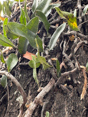 Microgramma mortoniana, photograph (c) Whitney Brook Matson, some rights reserved (CC BY)