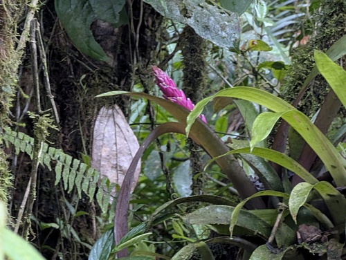 Guzmania remyi, photograph 5