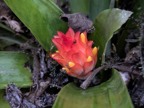 Guzmania osyana, photograph 2