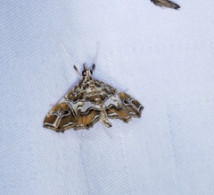 Paracymoriza vagalis