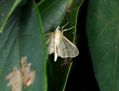 Patania balteata