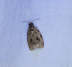 Phaecasiophora leechi