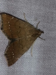 Focillidia texana
