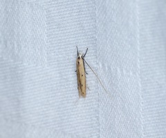 Roeslerstammiidae