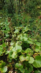 Boykinia richardsonii