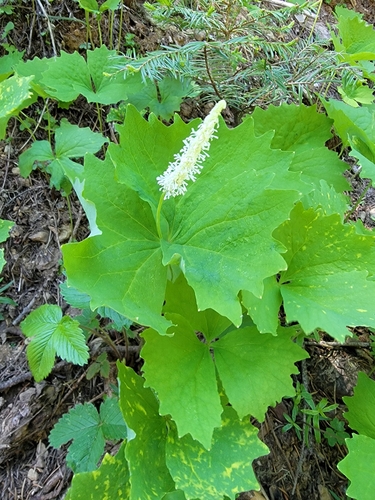 Deer's foot (Achlys californica)