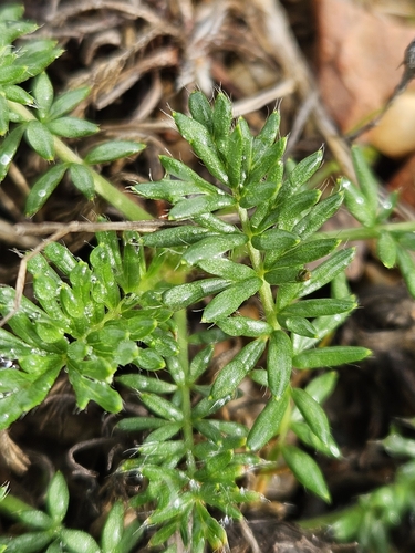 Image of Acaena pinnatifida by (c) Marco Iboshi, some rights reserved (CC BY)