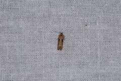 Scrobipalpa costella