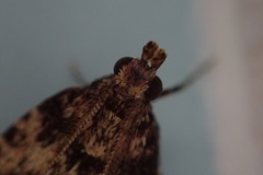 Aglossa